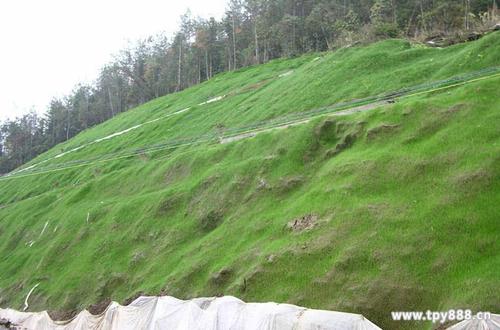 內蒙古土坡長草綠化噴坡機出租